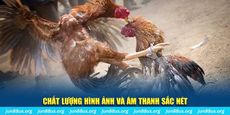 j88vip1 gà chọi tiêu phong
