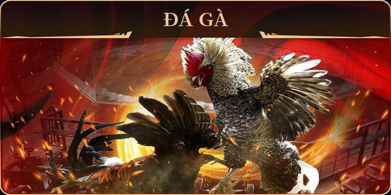 j88vip1 đá gà trực tiếp campuchia