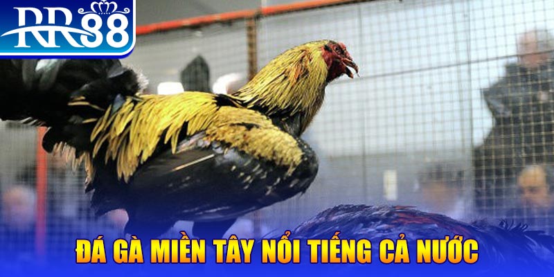 j88vip1 đá gà 88